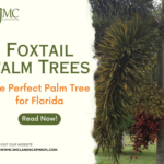 A foxtail palm tree in a Florida landscape. The tree has a single trunk and a crown of feathery fronds. The fronds are a bright green color and they can grow up to 10 feet long.