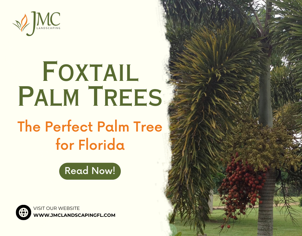 A foxtail palm tree in a Florida landscape. The tree has a single trunk and a crown of feathery fronds. The fronds are a bright green color and they can grow up to 10 feet long.