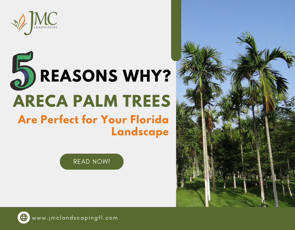 5 Reasons Why? Areca Palm Trees Are Perfect for Your Florida Landscape