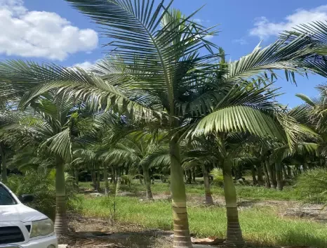 King Alexander Palm Tree
