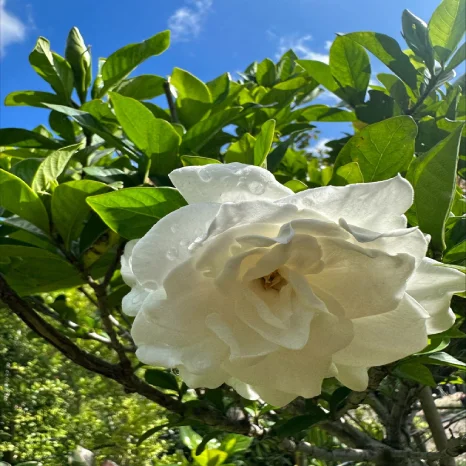 Gardenia flower