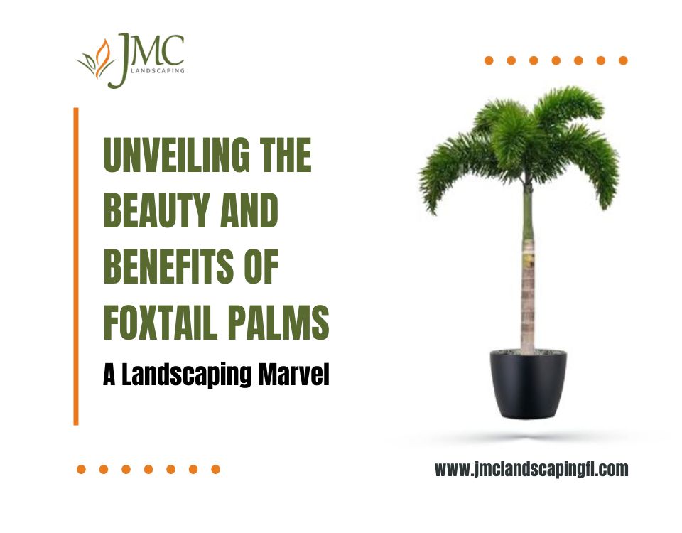 Foxtail-Palm-Landscaping-JMC-Services