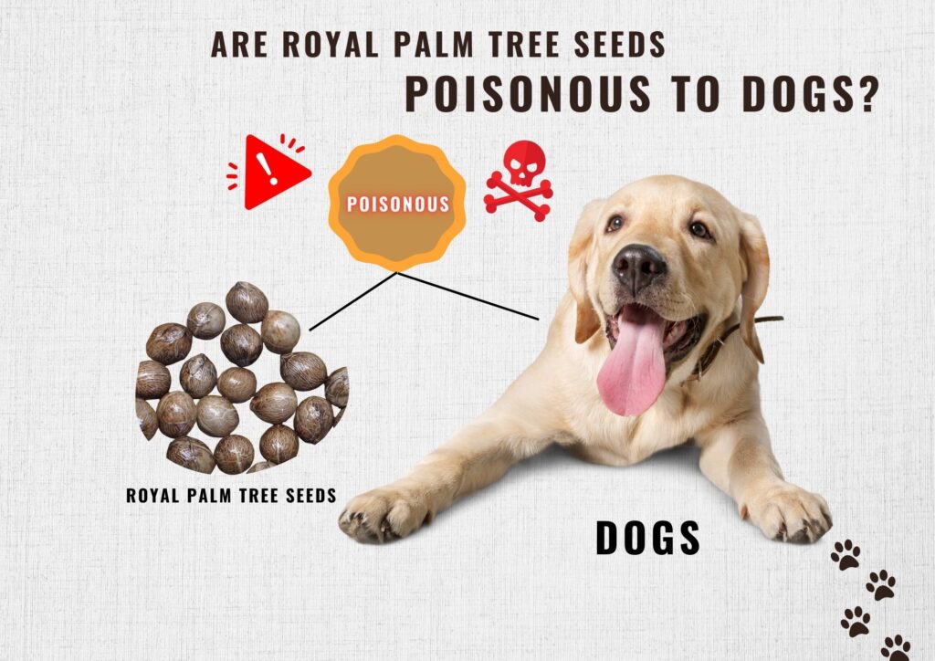 Are Royal Palm Tree Seeds Poisonous to Dogs?