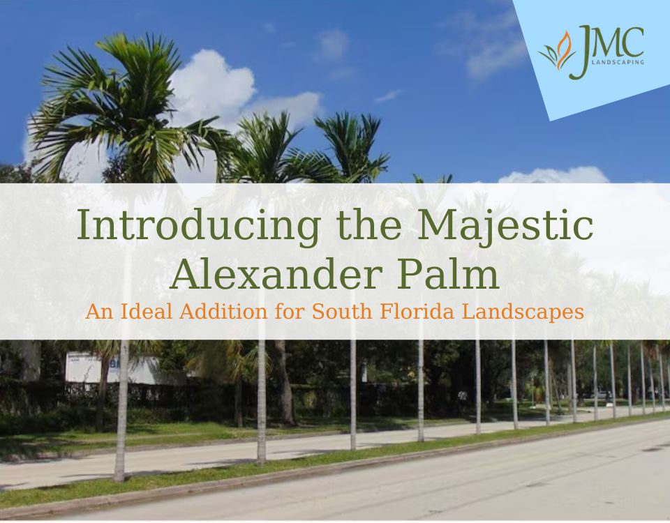 Majestic Alexander Palm: Ideal for South Florida Landscapes