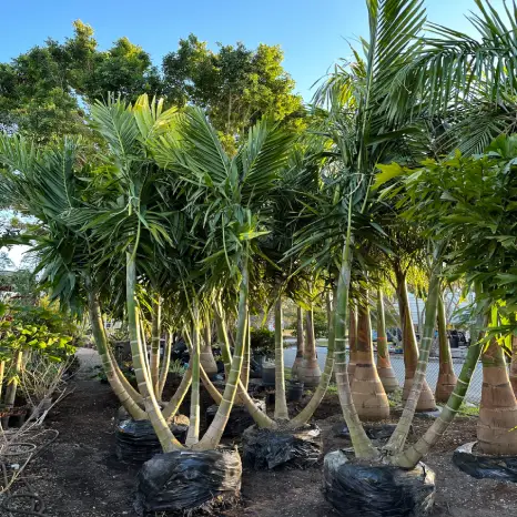 Growing Conditions for Alexander Palms